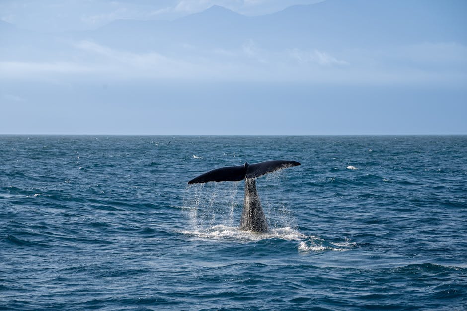 XRP Whales Accumulate 71M Tokens as Price Retreats